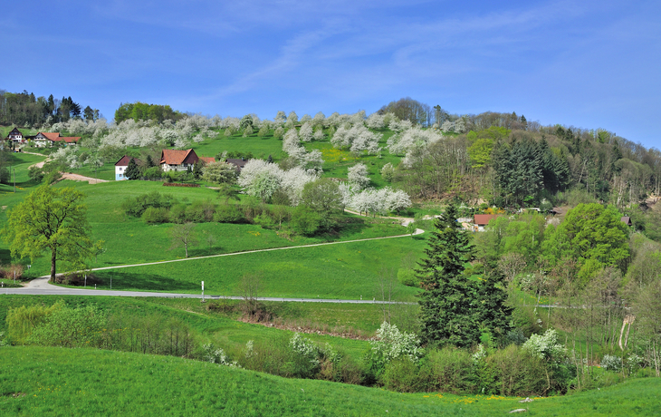 Obstblüte im Frühjahr im Schwarzwald bei Sasbachwalden