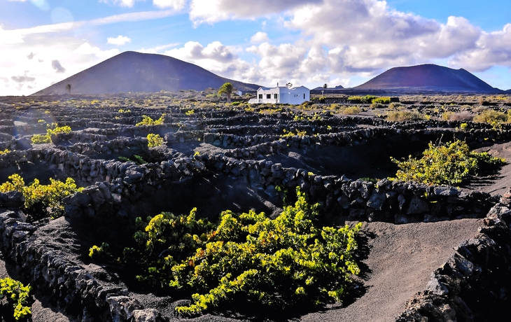 Weinberge in La Geria Lanzarote